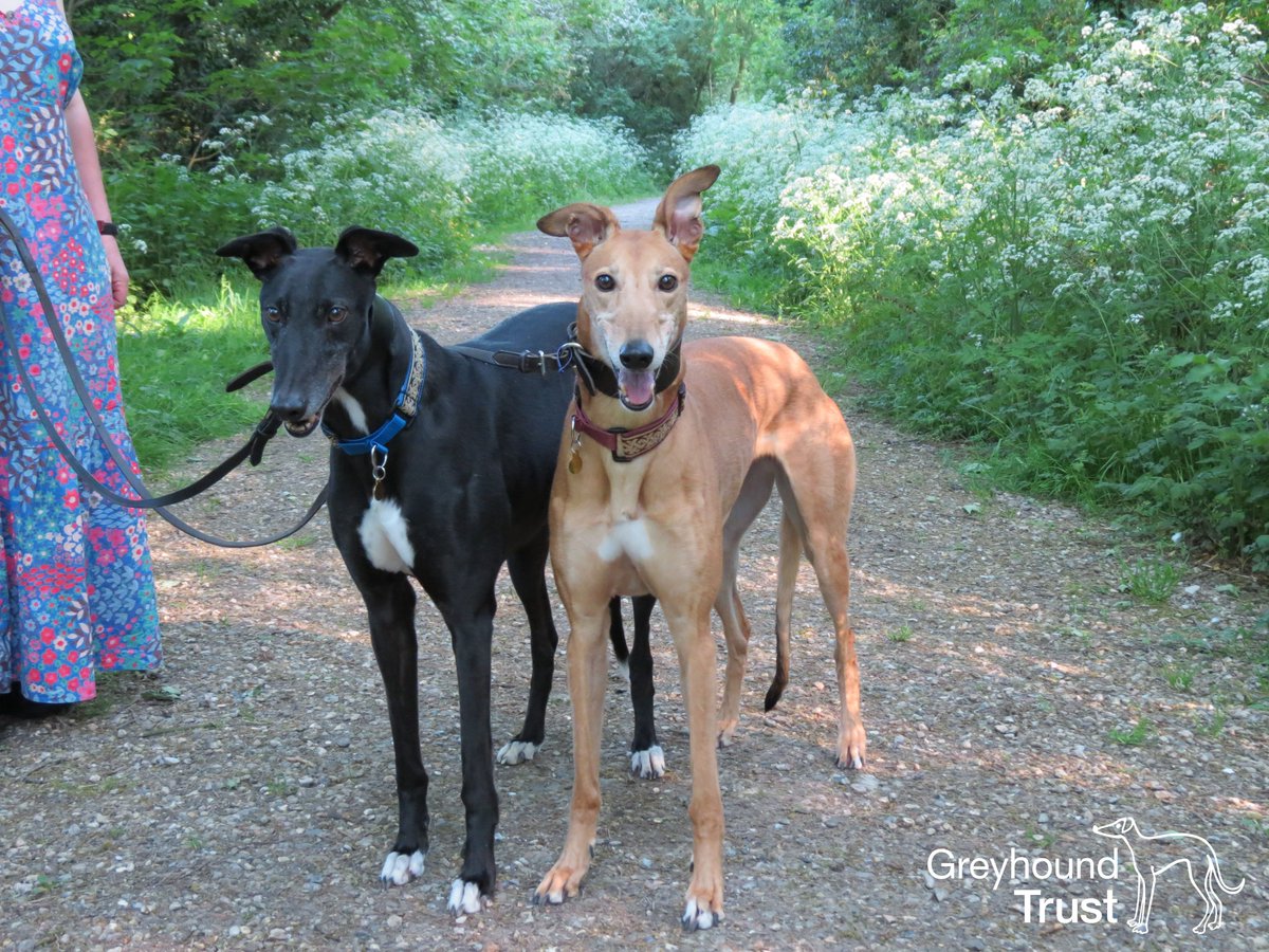 greyhound blue brindle