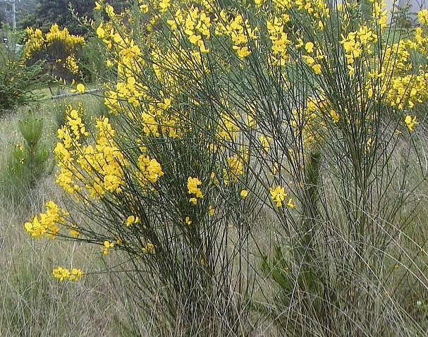 It's simultaneously a literal say what you see, and a clever pun: Wisdom holds the Spartium. Wisdom in the figure of Athena's owl grasps a branch of Spartium, or Spanish Broom, also known as weaver's broom, Spartium junceum, common throughout the Mediterranean 7/