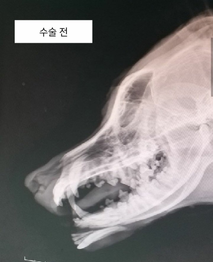 포비 수술했습니다!☺ tweet media