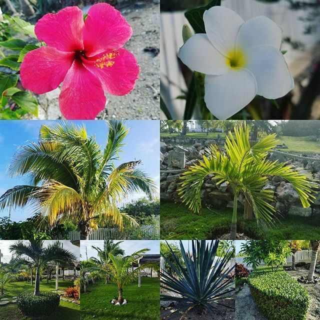 CanuckPalms's tweet photo. .
Gardens @canuckpalms are in full bloom! πΊπΊ
.
@canuckpalms
https://t.co/KKqEyXuSUk
.
.
.
.
.
#exuma #airbnb #bahamas #greatexuma #islands #palmtrees #tropical #travel #PureSimpleBlue #itsbetterinthebahamas #flowers #travelgram #travelgoals #outdoors #backyardgoals #travelb⦠https://t.co/Ul9ogBEgti