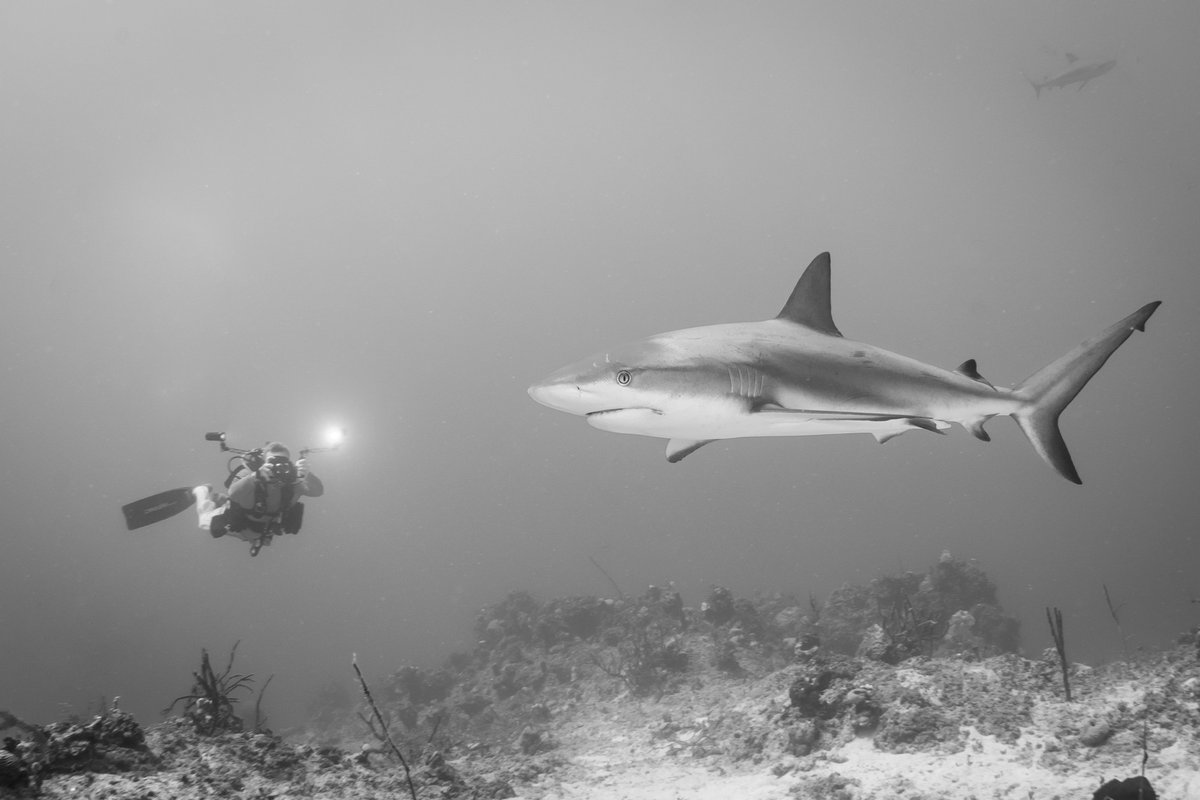 DiveASL's tweet photo. Tag a dive buddy you want to go shark diving with!!! 🦈🦈🦈

#sharksdaily #sharkdiving #sharklove #sharkconservation #sharks #caribbeanreefshark #wouldyou? #adventure #scubaadventure #allstarliveaboards #aquacat #blackbeardcruises https://t.co/7gso8LV6uB