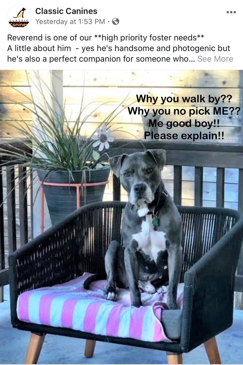 ClassicCanines's tweet photo. ⚡️⚡️URGENT PLEA⚡️⚡️This is our 3rd tweet/plea for REVEREND!!! (ID#A791771 @austinanimals). Kindly share with your friends and let’s get this boy home 🐾🖤 #fosteringsaveslives #dogsoftwitter #dogs #dogsofinstagram #austin #dogsof512 #dog #seniordog https://t.co/JADRKt8FWv