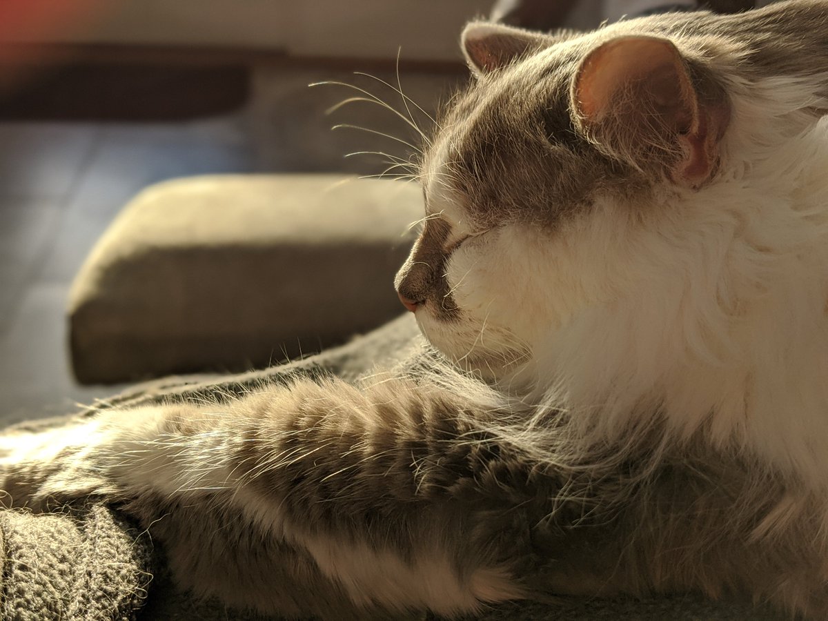 MarcSaegesser's tweet photo. "I have a lap cat" is a perfectly good excuse for ignoring work. https://t.co/8rxxvUsdBT