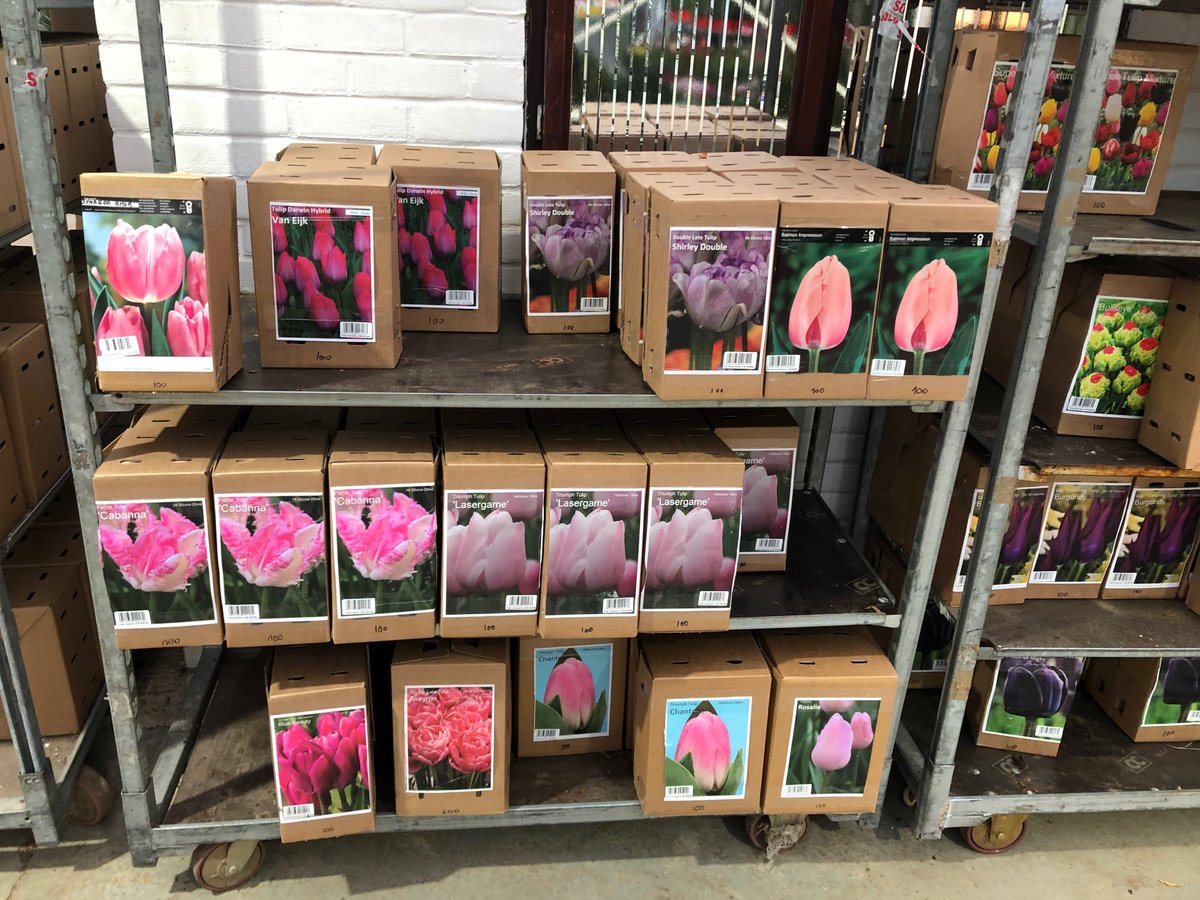 UnderwoodGarden's tweet image. At @EvergreenExt we are getting some spring colour for our clients. If you are interested in some beautiful bulbs, spring into action and get in touch.