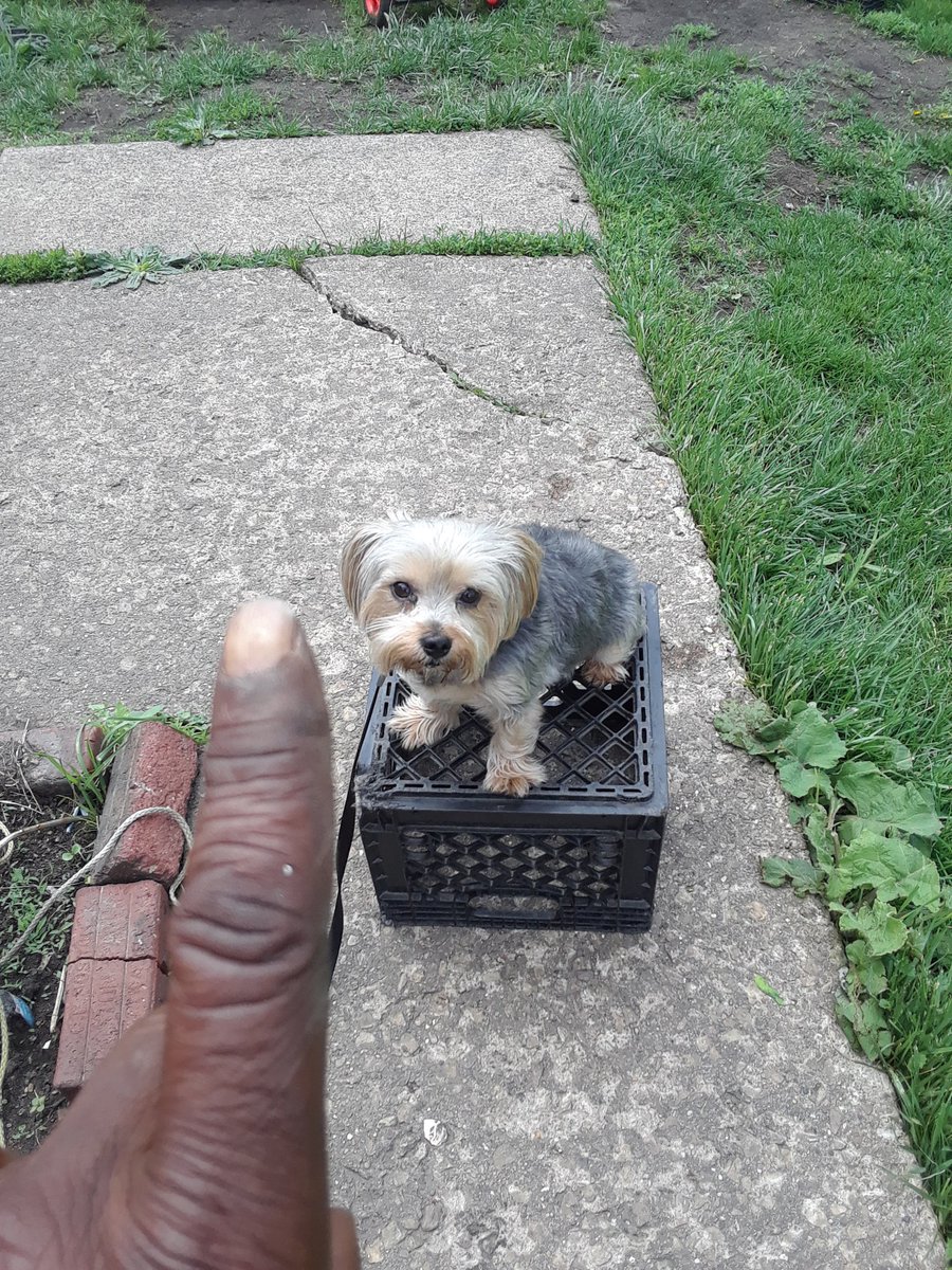 PopeTrainer's tweet image. K9 tank lol the little big guy