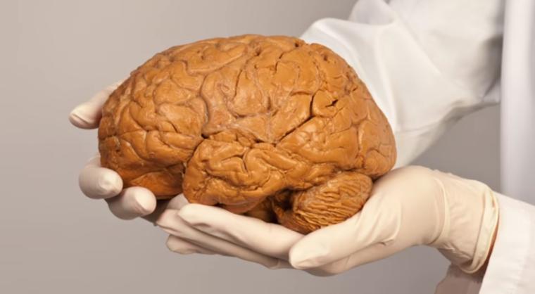 HealthPhysio's tweet image. Why #exercise is &quot;the most transformative thing you can do right now for your brain.&quot; 

Great talk by @wasuzuki

#PhysicalActivity #LoveActivity
⛹️🎾⚽⛹️‍♀️🏃‍♀️🏋️‍♀️🏊‍♀️🏌️‍♂️🚴‍♀️🚴🚣‍♀️🏑

@annalowephysio @Manning2Paula
youtu.be/BHY0FxzoKZE