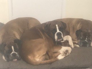 nclrollerderby's tweet image. Thanks for all your #DogsofDerby photo submissions. We had loads but unfortunately there are only 12 months in the year so we didn't have room to include them all 😢  (1/3)