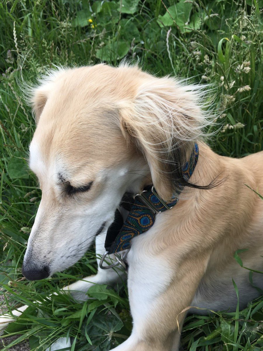 nclrollerderby's tweet image. We still wanted to share all this cuteness with you though so here are some of the doggies that didn't make it in to the #DogsofDerby calendar but still deserve some love 🐶 You're welcome 😍 (2/3)