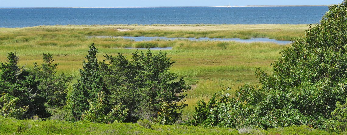 Tune in now to hear The Point LIVE from <a href="/wbws/">Wellfleet Bay WS</a> with Mark Faherty. We're talking birds, cold-stunned turtles and more. #capecod #capeandislands