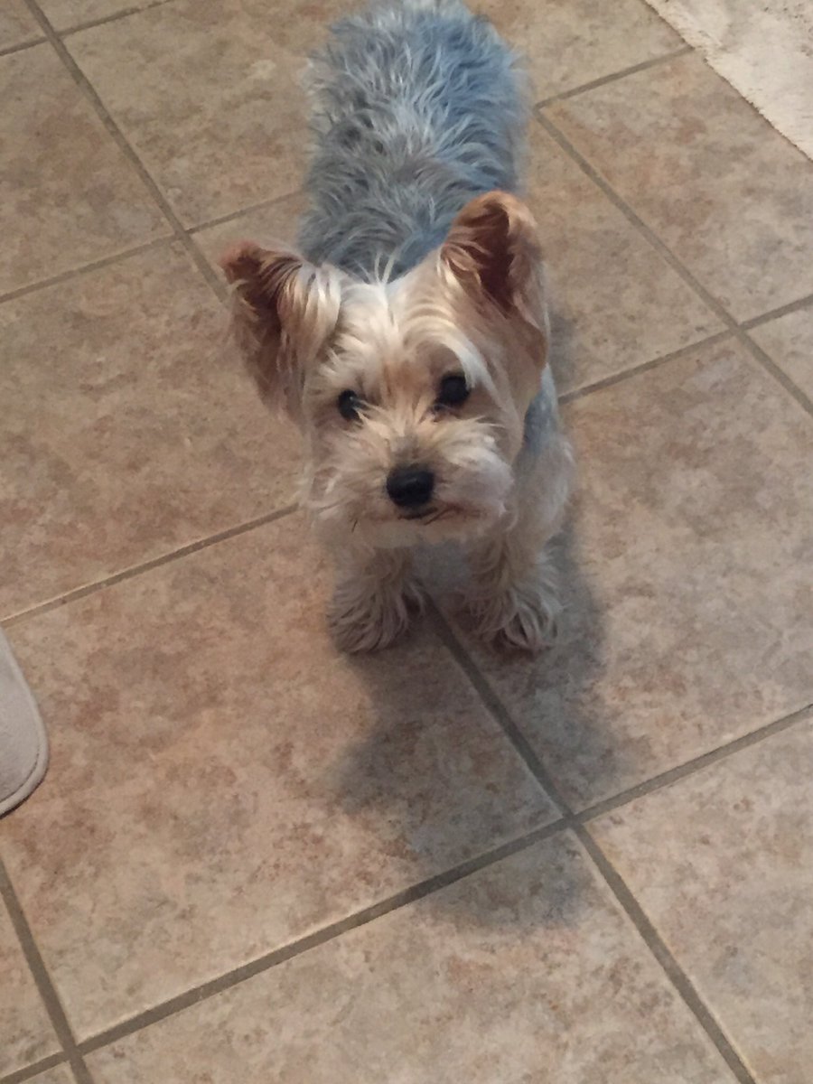 MarandaJaggers's tweet photo. Gratitude Day 6-Who wouldn’t love spending time with this face?! @BraelinnStars  #shinebright #smokeythedog https://t.co/VDpDtmK08P