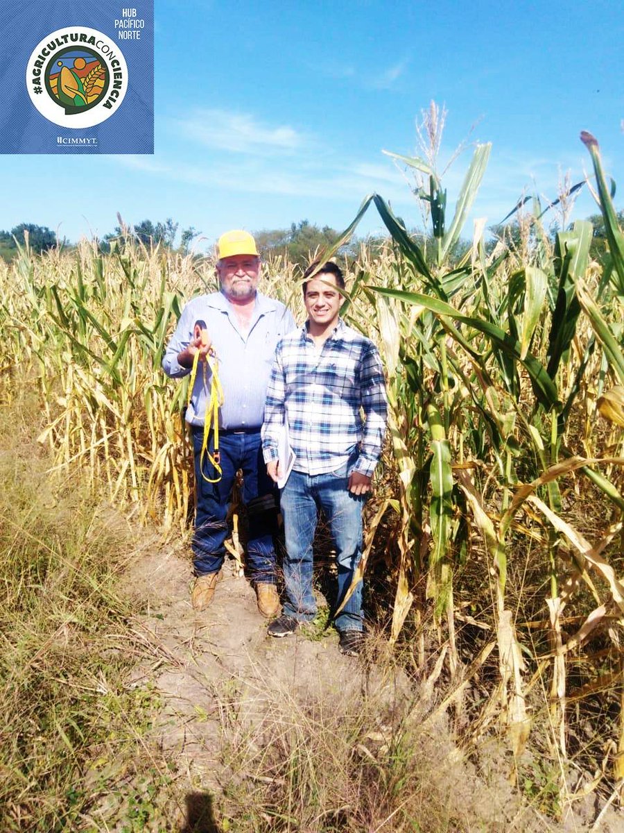 Hub_PACNorte's tweet photo. Visita técnica a Sitio de #maíz ubicado en Mocorito, Sin., donde se evalúan maíces tropicales y subtropicales en temporal, que puedan adaptarse a condiciones climatológicas del Évora y dar respuesta a un cultivo que ha perdido importancia económica por su bajo rendimiento https://t.co/x2gy0O1ejh
