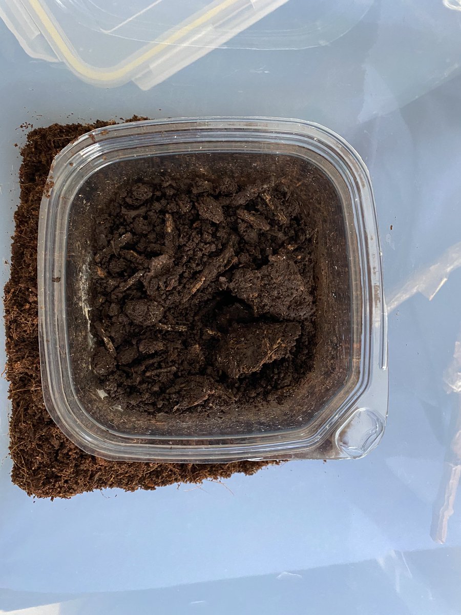 Box of Dirt, day 18. Some evidence of dirt disruption. A dirtquake?