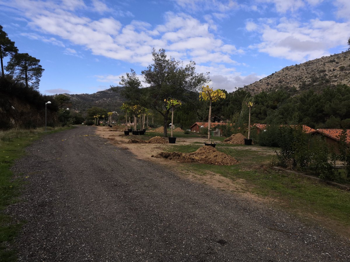 JavierRedondo3's tweet photo. #campingcantogallina Plantando nuevos árboles. Por el medio ambiente https://t.co/21QGu3qngn