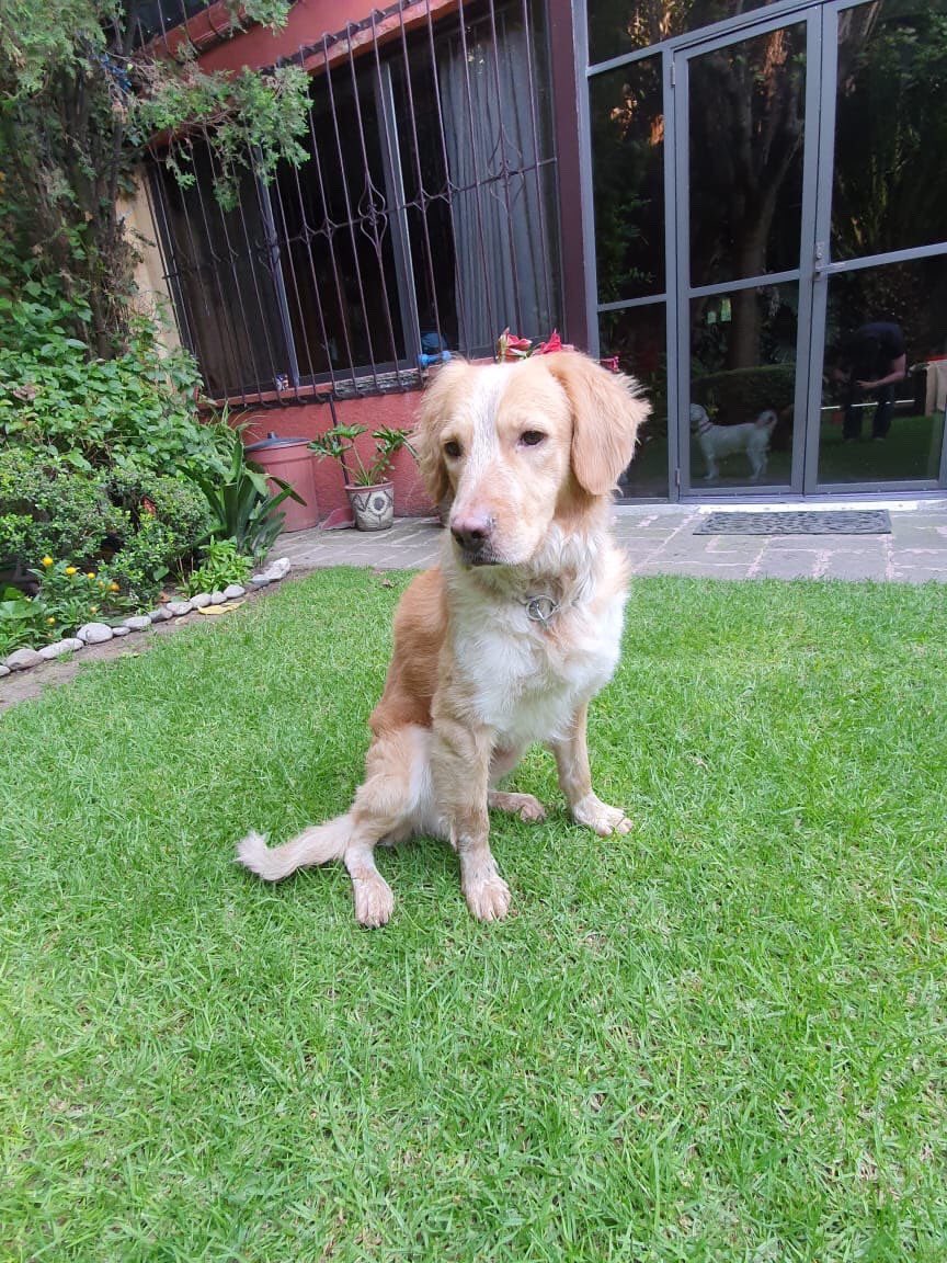 GuzmanGasque's tweet photo. ¿Alguien reconoce a este perrito? 

Una amiga lo encontró el domingo por la noche en Tlalpan, cerca de la Campestre Churubusco y todavía no encuentra a sus dueños. Favor de compartir 

@LaCampestre_Ch 
@TlalpanAl 
@En_laDelValle 
@RescateAnimal 
@MascotaCoyoacan https://t.co/F7eySJwm5g