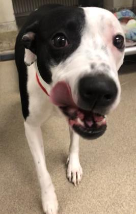 ❤️This Great American Pibble Pup is Henrietta!!❤️
She is very safe but is looking for a fur-ever home with toys &amp; treats!🎾🦴
👉Meet this 1 yr. young sweetie at 3765 Corporate Drive COLUMBUS OH 
or Visit chaanimalshelter.org🤗

✅bit.ly/2CAFYWv✅
🐕🐩<a href="/CHAAnimals/">CHA Animal Shelter</a>🐾🐾