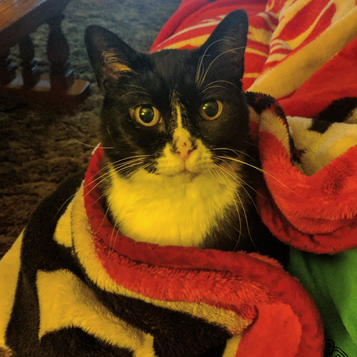 mittenswillwarm's tweet photo. It's quite the snowstorm outside, she's staying right here where she's warm 🌨️

#CatsOfTwitter #WinterIsHere #cold #cute #tuxedocat https://t.co/a74WBdM5n4