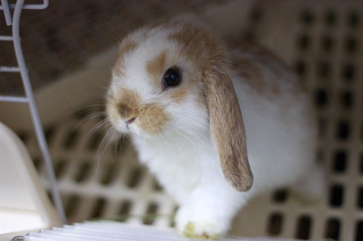 和泉まみ 生き物 على تويتر うちに来たばかりのミミ太赤ちゃんすぎない めちゃかわいい 今めちゃでかいんですが ミミ太 ロップイヤーラビット
