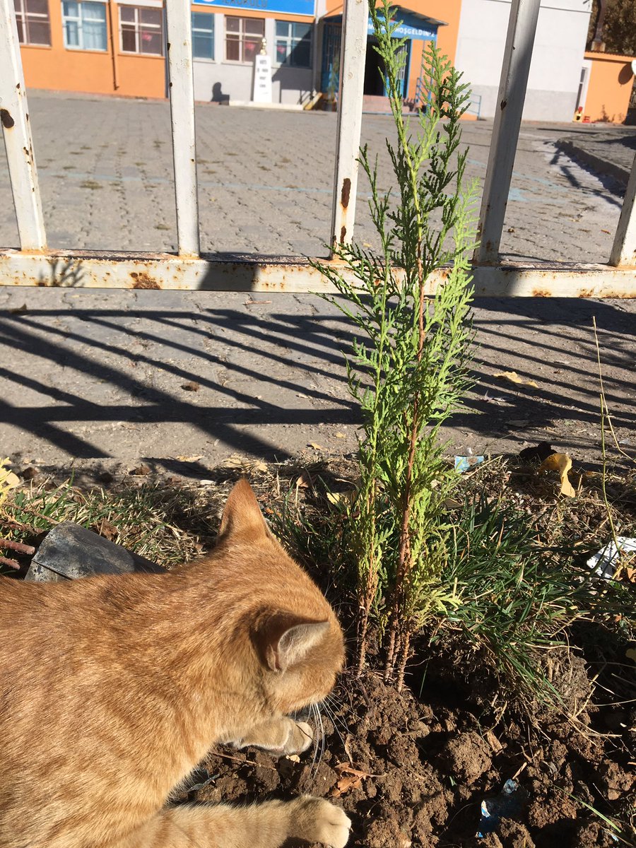 Okul Kedimiz Bile Ağaçların Öneminin Farkında. Kendi Fidanını Dikme Çabasında. Bugün Fidan Yarın Nefes... Mehmet Emin Acar İlkokulu 🐈🤓#Gönye #GeleceğeNefes #11Milyonfidan
