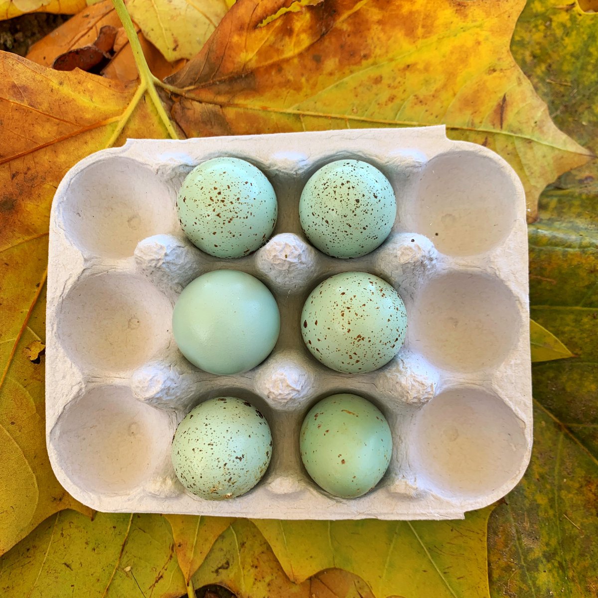 Hensonoxney's tweet photo. The celadon quail are finally laying. Thank God, there are a million people waiting for hatching eggs 😫 https://t.co/7hS1UyymHc