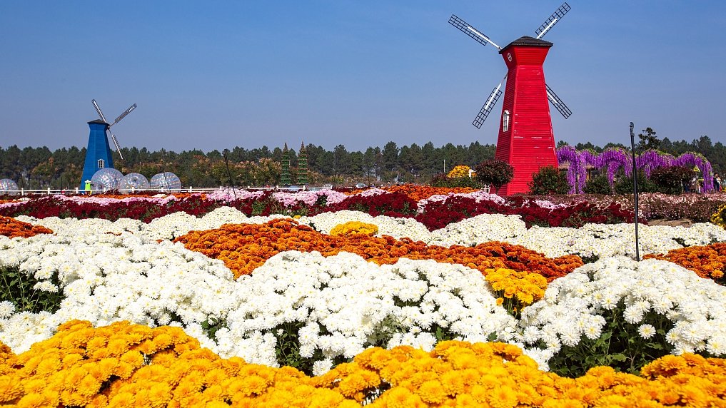 A garden featuring 800 varieties of chrysanthemums in Jinhua City, east #China's Zhejiang Province, has become a mecca for domestic tourists for its unique designs like a flowerbed in the shape of a giant 'Bagua' or 'Eight Diagrams' bit.ly/2qHQoBd