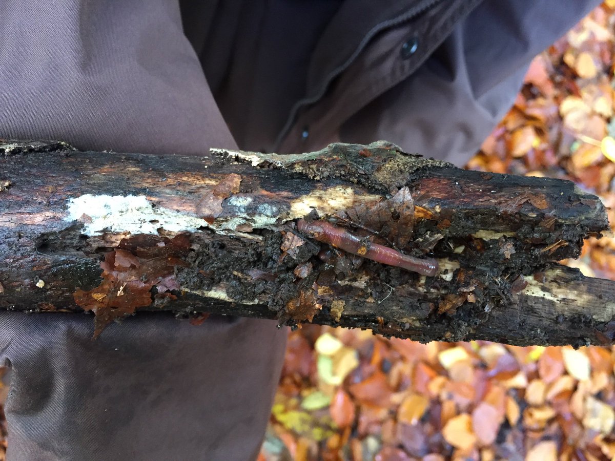 Herries_School's tweet photo. Year 2 in the woods looking for micro habitats.
#QuarryWoods
#Herries
#BuildingConfidence https://t.co/Tu8VZ3Cmor