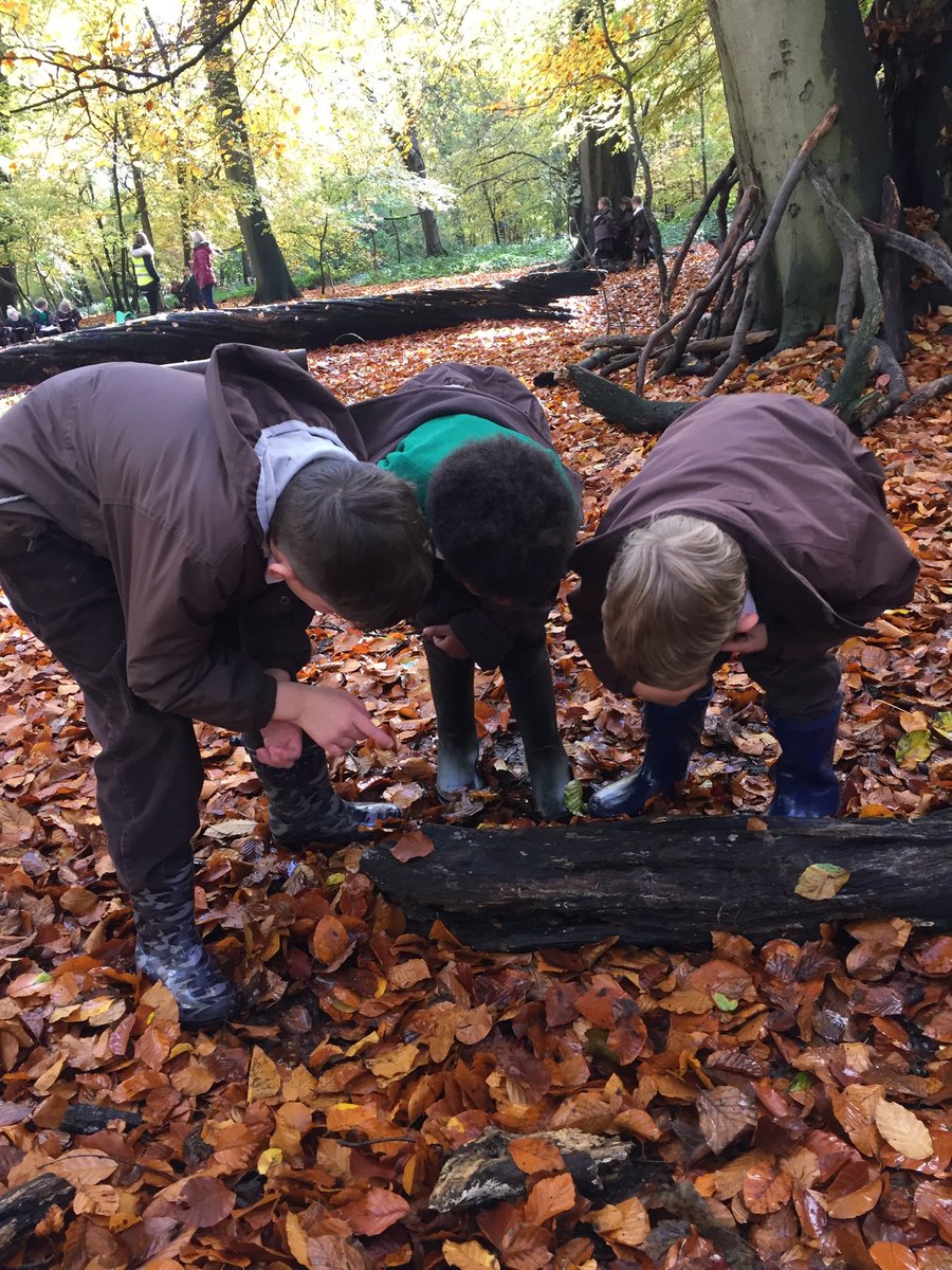 Herries_School's tweet photo. Year 2 in the woods looking for micro habitats.
#QuarryWoods
#Herries
#BuildingConfidence https://t.co/Tu8VZ3Cmor