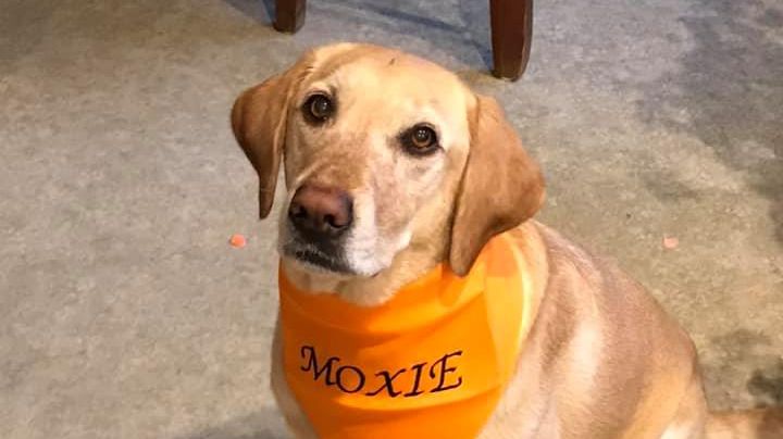 Good dog. 

Photo Credit: Ralph Horne