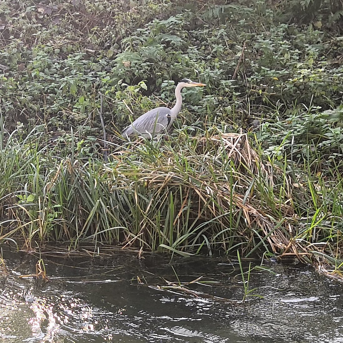 This friendly heron can often be found by the river at Felt Cafe, owner Clair saw him guzzling a fish last week! 🐟

#heron #feltcafebrimscombe #cotswoldcafe #riverfrome