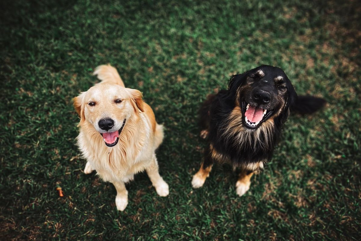 anaheimfeed's tweet photo. Healthy teeth = healthy pooch! https://t.co/HJgNGytXzU https://t.co/2Hz91aSEEM