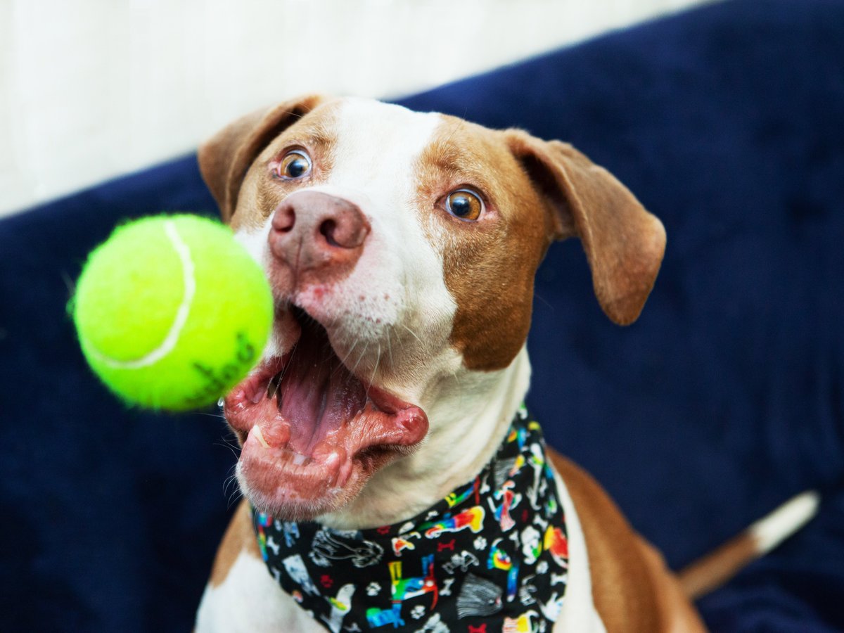 Friends of Lucas County Dogs tweet media