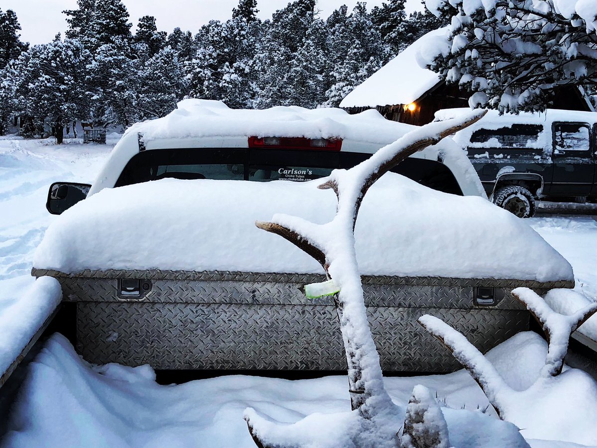 Colorado Buck tweet media