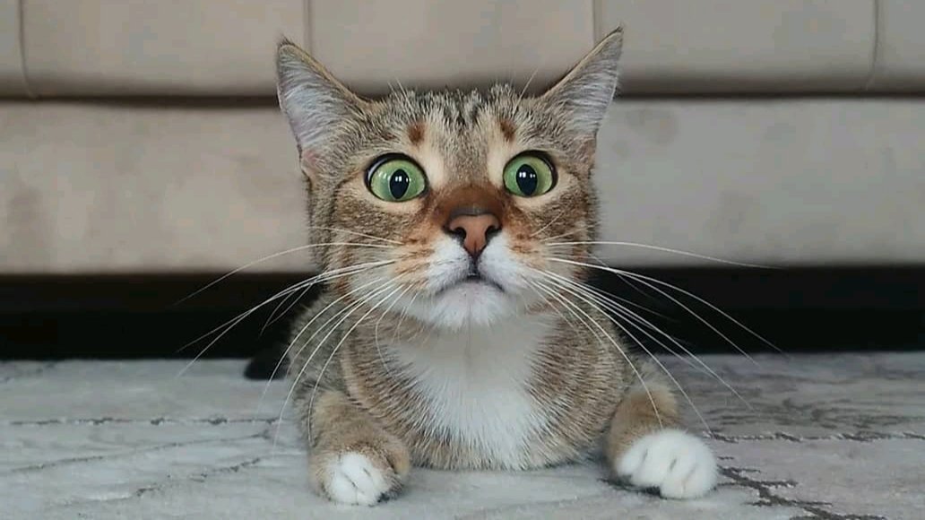 TaraMBannister's tweet photo. A great pic with your post is the best way to tell your story &amp; get noticed 😉

Even better if it's an emotive cat or dog photo 

But make sure the photo is still on-brand

#innovation
#Entrepreneurs
#socialmediamarketing
#TuesdayThoughts
#cats https://t.co/gOmi1TDasl