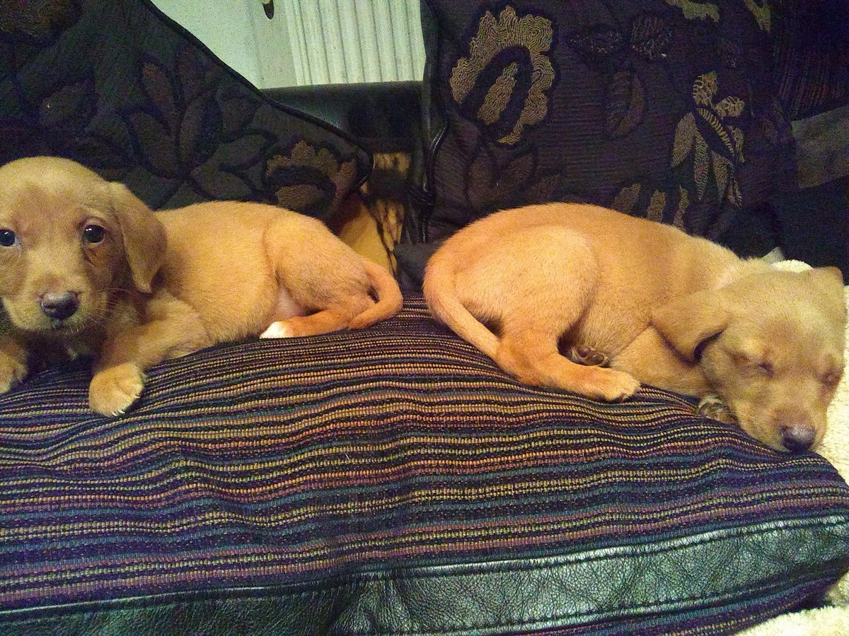 SharonD16359115's tweet photo. Our newest members to the family. Couldn't stop at one @DianaMitlin https://t.co/18GS0eNoJ3