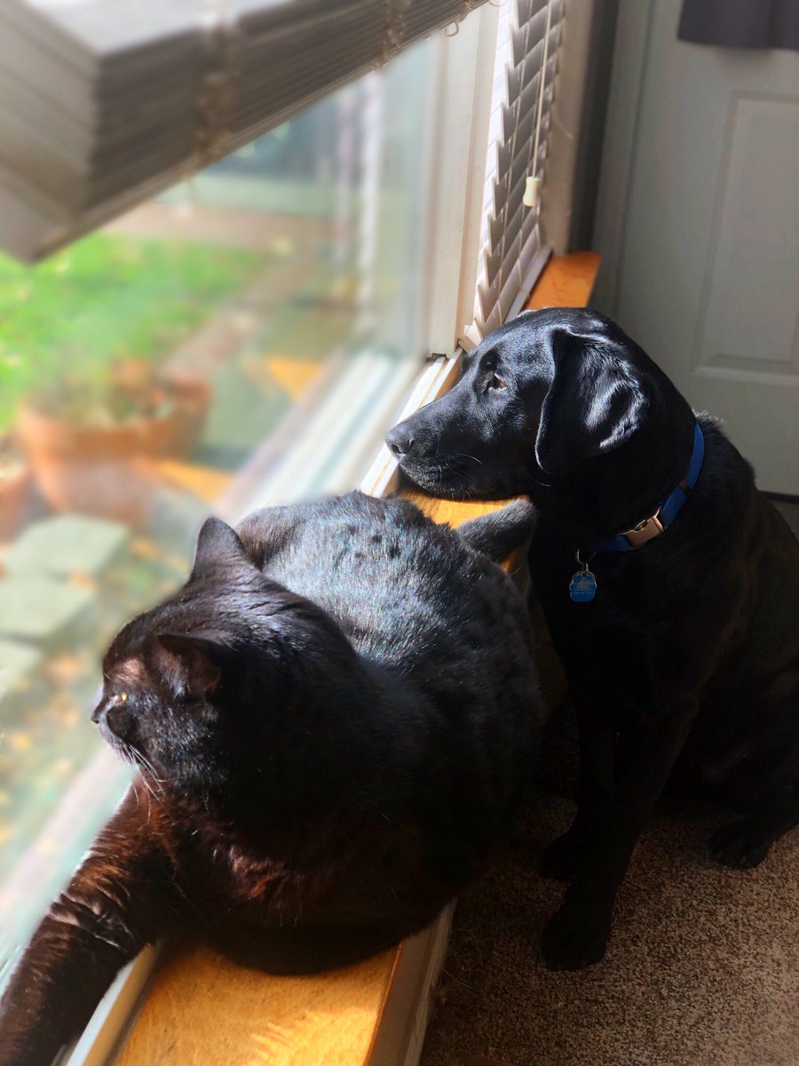 CarolingLilies's tweet photo. I think these two are going to miss this #picturewindow when we finally #move. π #blacklabdog #dog #cat #Burmesecat #blackcat #cat #catinwindow https://t.co/jHKwBfzWeQ