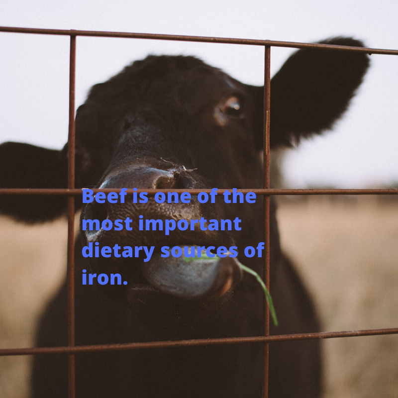 EricSavage24's tweet photo. Is beef in your diet? Not only is it delicious but it also supplies your body with iron. On average over 80,000 Americans consume beef daily. @WIUAg #WIUAgLife https://t.co/vYcdhOfbKf