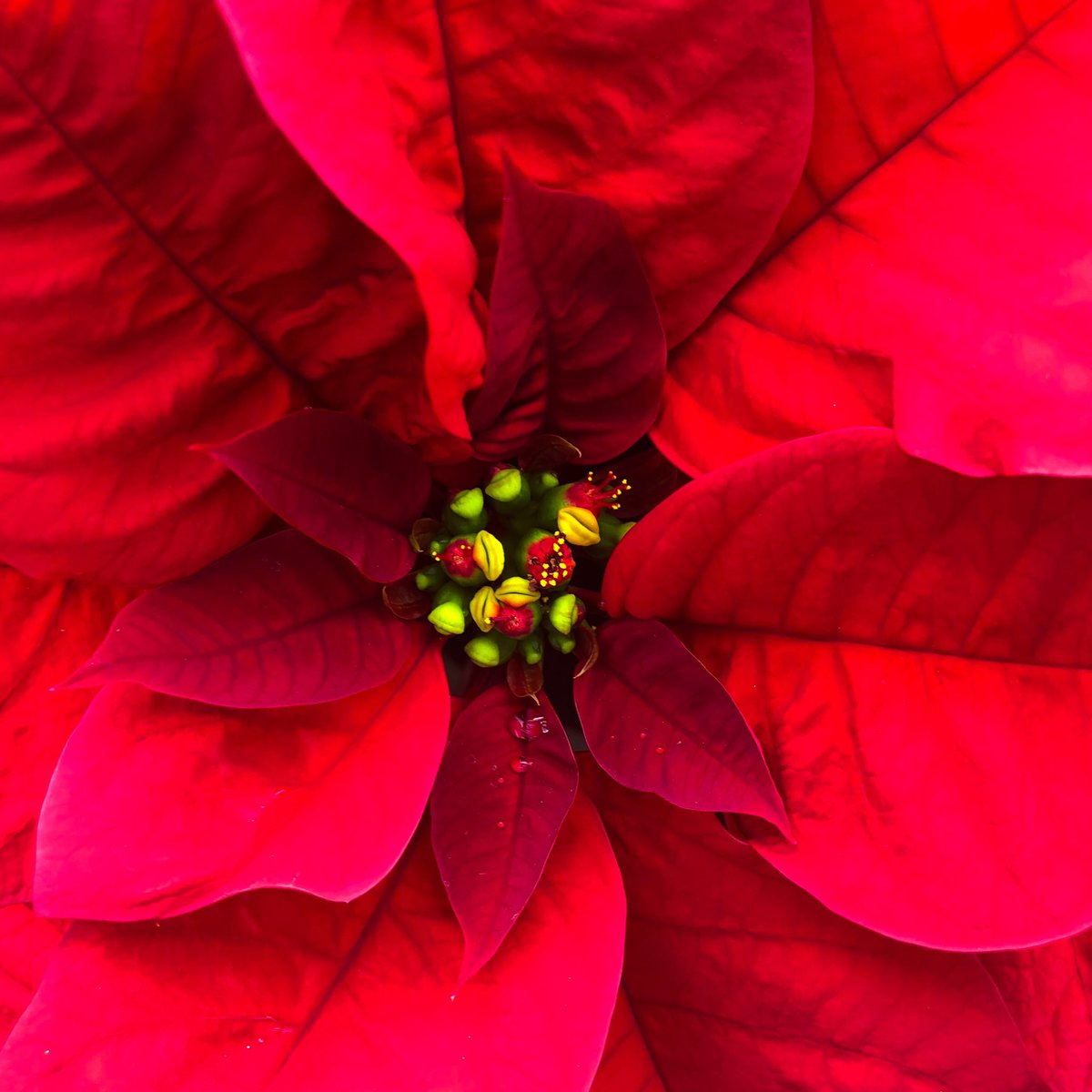 Our first glimpse of winter weather has us ready for the holiday season!