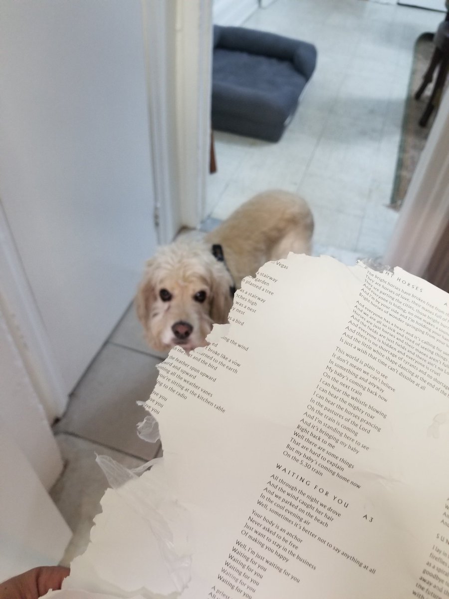 This little devil just devoured <a href="/nickcave/">Nick Cave & The Bad Seeds</a> 's lyrics. Milo's a bad boy, but he does have great taste #ghosteen