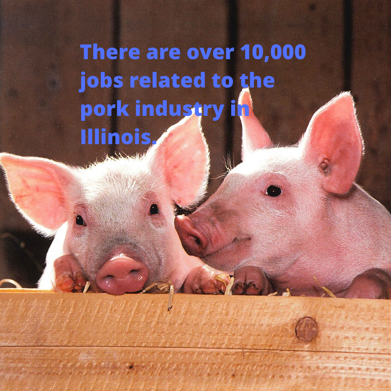 EricSavage24's tweet photo. Have you ever considered getting a job in the Ag Industry? Well if you have any interest at all there are tons of opportunities. In pork alone, there are over 10,000 jobs just in Illinois. @WIUAg #WIUAglife https://t.co/N7y5DSXJDl