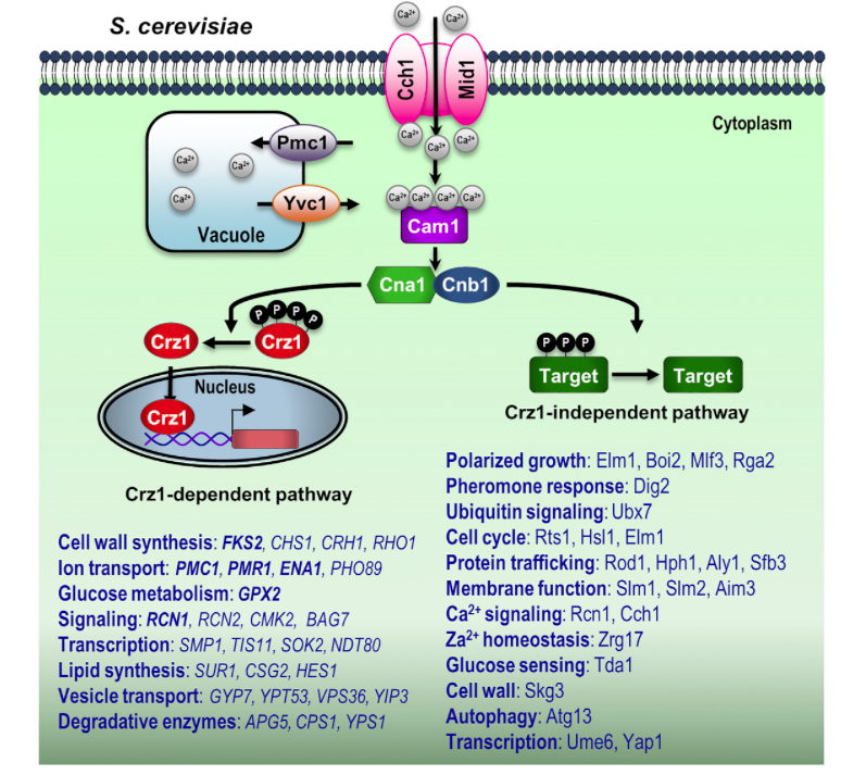 mmw_lmw's tweet photo. A Globally Conserved #VirulenceCascade in Eukaryotic #MicrobialPathogens | Calcium-Calmodulin-Calcineurin Signaling | Joseph Heitman @DukeHealth @cellhostmicrobe https://t.co/SC5flDRaM1 https://t.co/rFRYcVoSBP