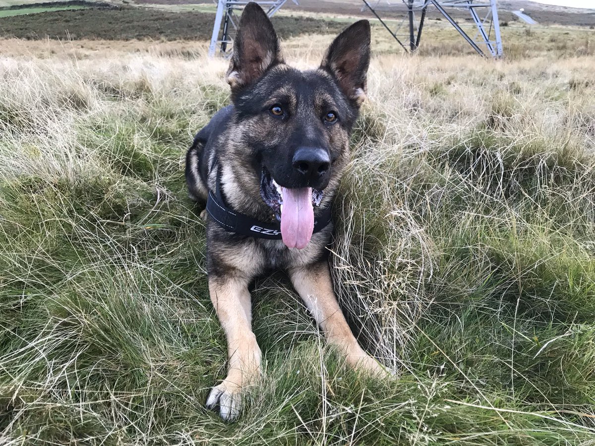 It’s with extreme sadness and regret that I have to inform you all that following a sudden event during a walk, Boots passed away in my arms at 16:32 tonight. 

Rest in peace buddy, you’ll never leave my mind, I miss you so much already. 

RPD Boots, signing off.