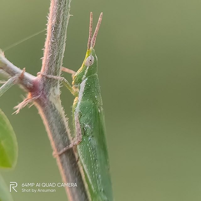 helloansuman's tweet photo. A beautiful #grasshopper
#shotonrealme #realmeXT + Prosumer 4.2cm Macro Lens 
____________

#macros #macro #macrophotography #macro_merahputih #macroclique #king_insects #insects #galeri_makro #macro_highlight #macro_art_syndicate #macro_symphony #macro_… https://t.co/MLqU2oKGtc https://t.co/piQec8I080