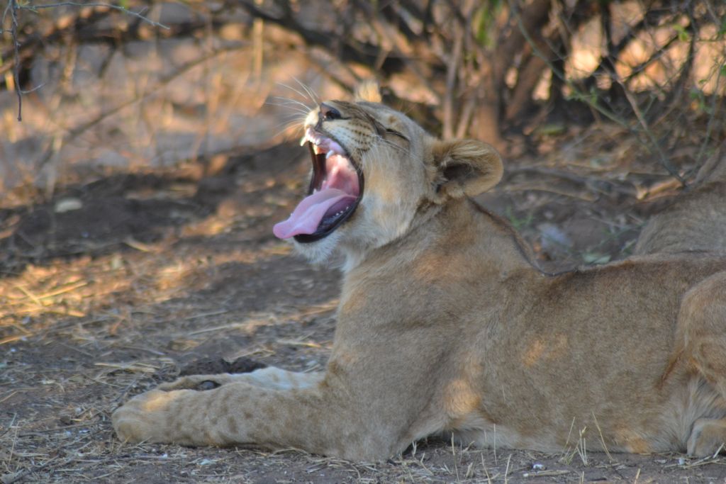 It's only Tuesday you say...
📷 IG/richwhiston #ChobeNationalPark #TravelTuesday