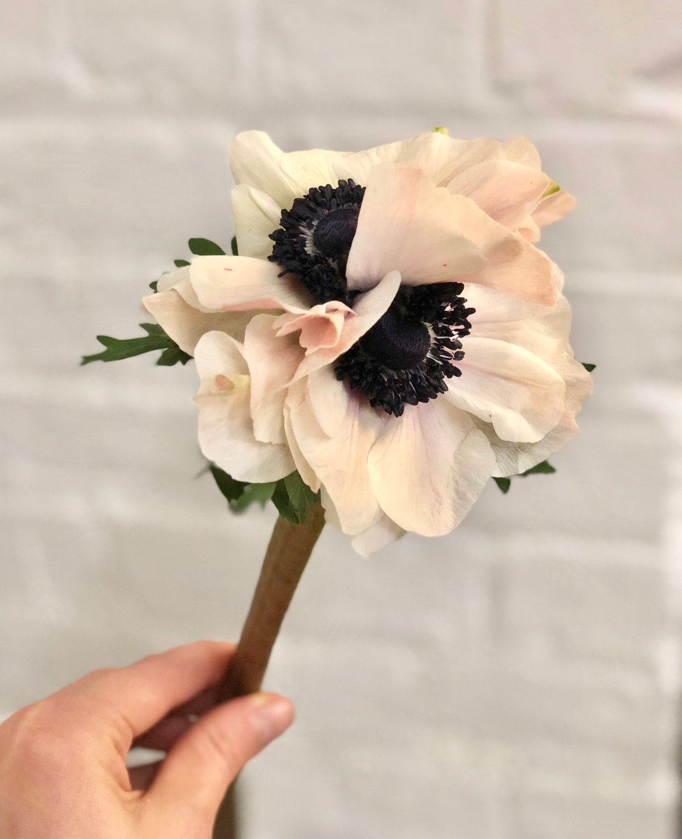 RachelChoFloral's tweet photo. Autumnal Anemone. 👀🍂 We are officially in #anemone season and these #blooms with striking jet-black centers are starting to make an appearance at the flower markets. 🖤  #Autumn #FallFlowers #NYCFlorist https://t.co/yfklnqtaHh