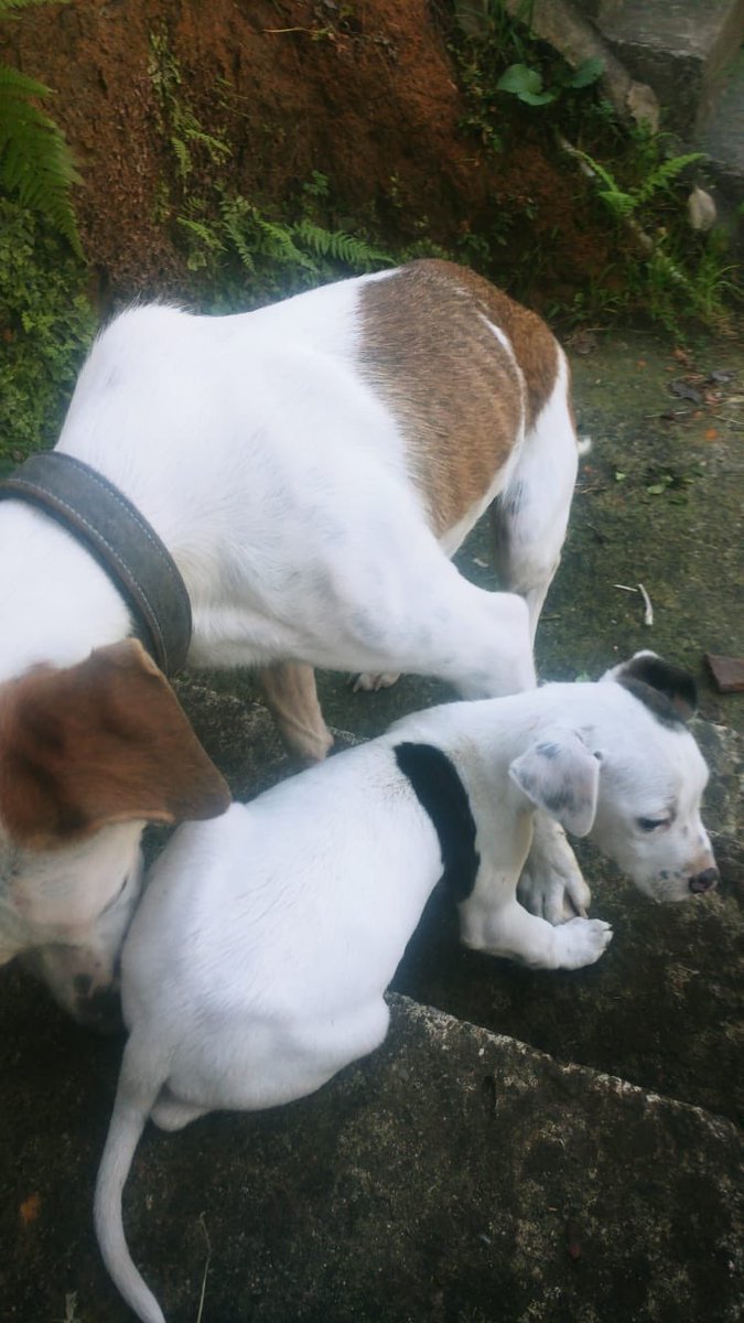 İnsan evladını nasıl sokağa atar 😿😓Rize Pazar da Arkadaşın bahçesine terk edilmiş. #acilyuva mahalleli istemiyor #RİZE bu canlara bahçesini ve yüreğini açacak dost arıyorlar😻