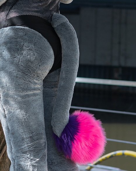 Cat and Cockatoo tweet media