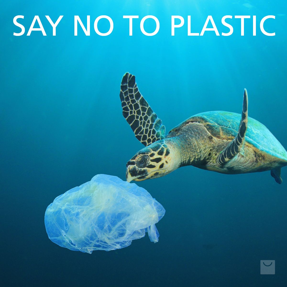 SameDayBags's tweet photo. "Over 100 million marine animals are killed each year due to plastic debris in the ocean." - Sea Turtle Conservancy. See our great range of reusable cotton bags printed in-house with eco-friendly water-based inks, glues and emulsions. https://t.co/XjdZQReQTR or call 01600 800 500 https://t.co/KPIm6Ty7S2