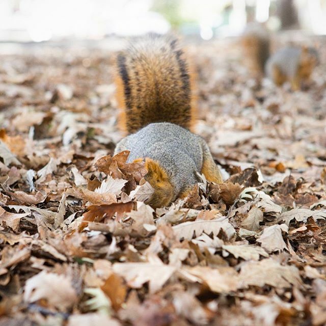 helladamnsqrrls's tweet photo. Organized Otto was so busy hiding his precious pecan that he missed the walnut giveaway on the nearby path.
.
.
.
.
.
.
.
.
#squirrel #squirrels #rodent #rodentia #scuridae #oakland #lakemerritt #eastbay #helladamnsquirrels #hella #hellabay #foxsquirrel … https://t.co/BTkLeuFQEi https://t.co/N2kH6D7ntN