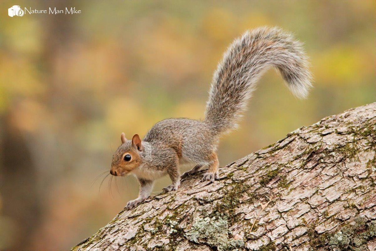 Gray Squirrel 📸
#squirrel #wildlife #graysquirrel #animals #squirrelsofinstagram #squirrels #squirrellife #wildlifephotography #nature #wildlifeplanet #NaturePhotography #squirrellove #naturelovers #rodentsofinstagram #wildlifeonearth #graysquirrel #squirrelsofig #NATURE_WORLD