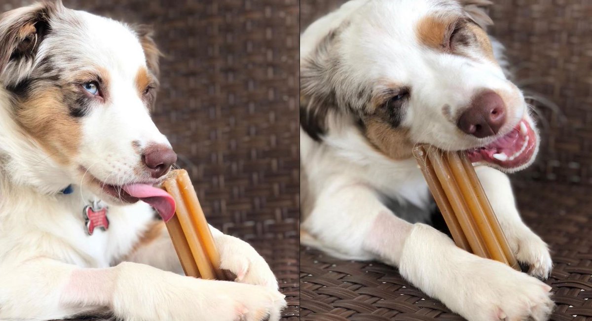 How you eat in front of your date vs how you eat with your friends 🤣😂 happy #tot 📸 bu @miles_the_mini_aussie #TongueOutTuesday