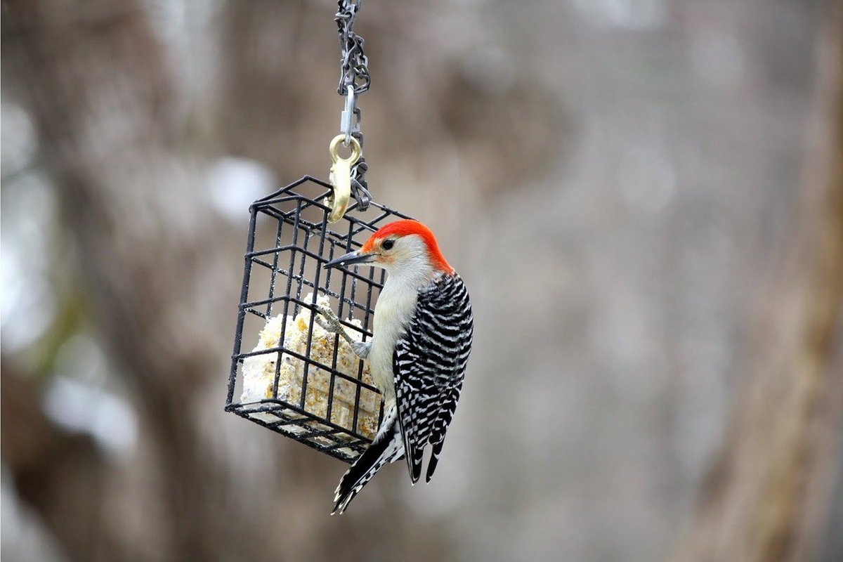 MarciaB76682239's tweet photo. alarm clock #woodpecker #sleepingIn https://t.co/CEGYzpRJnU https://t.co/n0siJjI1IG